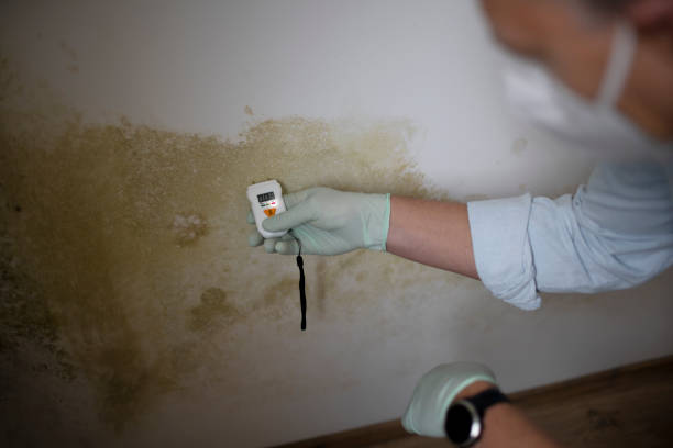 Mold Remediation for Specific Building Types